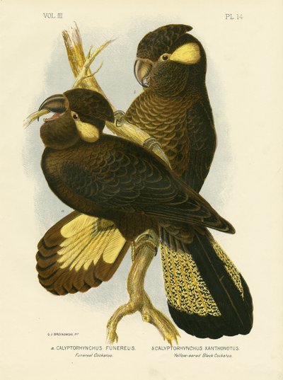 Cacatua Funereo, 1891 da Gracius Broinowski